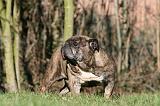 BULLDOG ANGLAIS 076